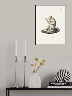 Gracile Capuchin Monkey By Johann Christian Daniel Von Schreber.