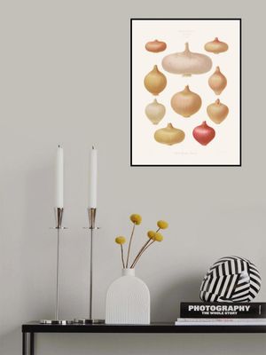 Onions From Album Benary (1876 1886) By Ernst Benary Copy