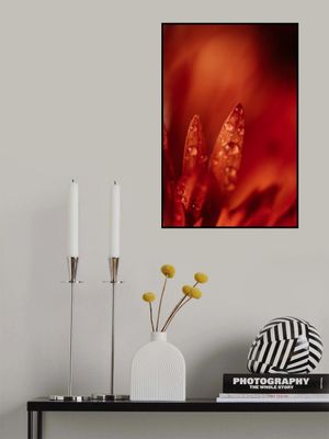 Red Flowers In Soft Focus