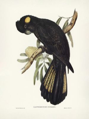 Funereal Cockatoo