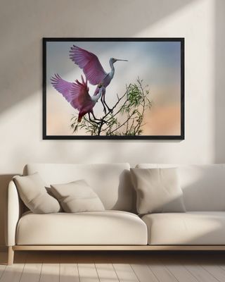 Two Roseate Spoonbills