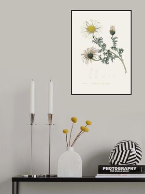 Mount Atlas Daisy (anthemis Pyrethrum) Medical Botany
