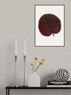 Pink Gesneria Exoniensis Leaf Illustration