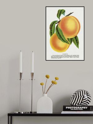 Champion Plum Lithograph