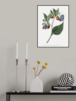 Symphyum Asperrim 1806   Flower Garden Displayed By Francis Sansom