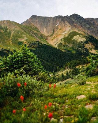 Loveland Pass Paintbrush