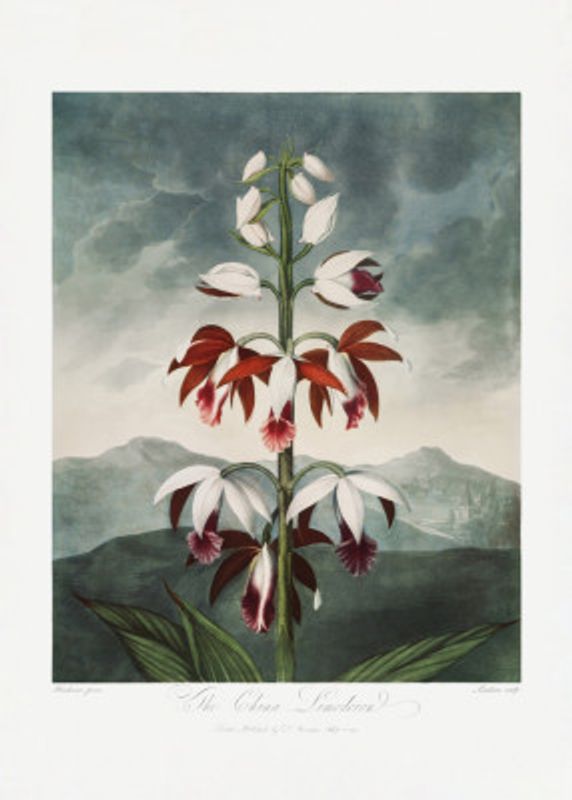 The Chinese Limodoron from The Temple of Flora (1807)