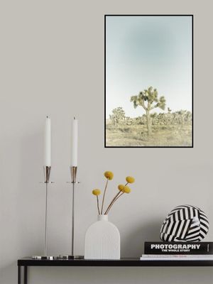 Vintage Joshua Tree National Park