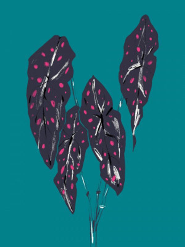 Begonia Maculata Dark