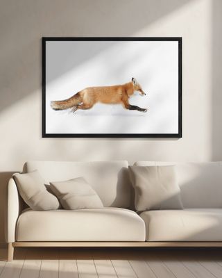 Red Fox on the run - Algonquin Park