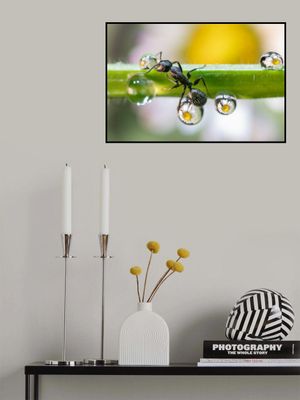 the ant between the drops