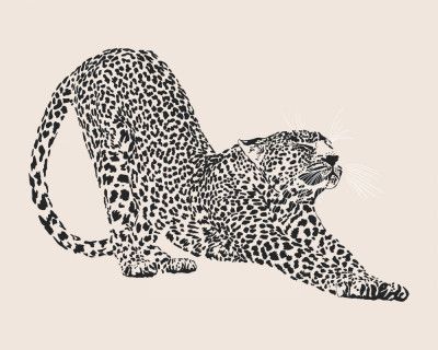 Cheetah