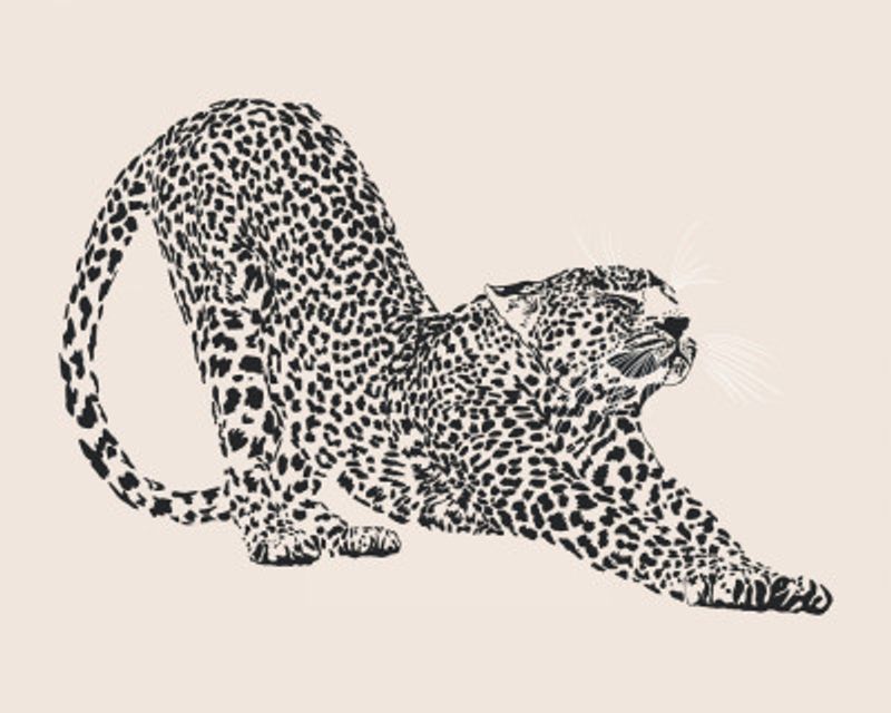 Cheetah