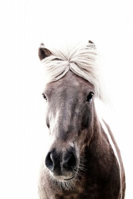 Iceland Horse Lucy