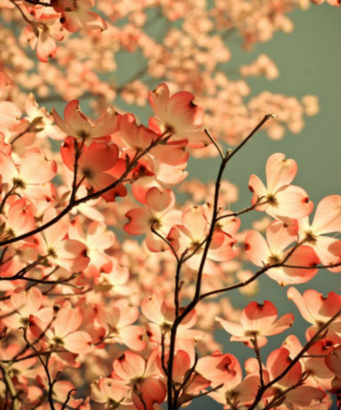 spring arrived with pink flowers