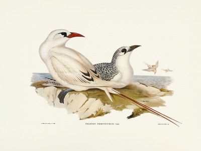 Red Tailed Tropic Bird