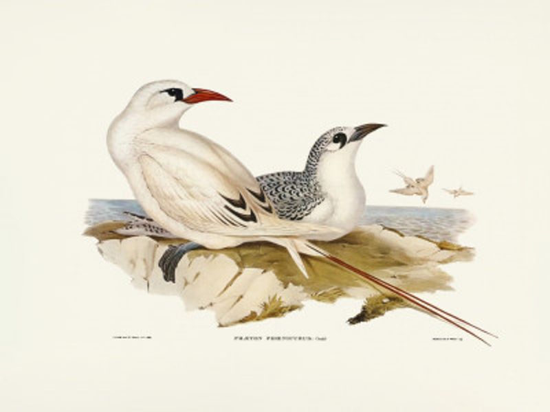 Red Tailed Tropic Bird
