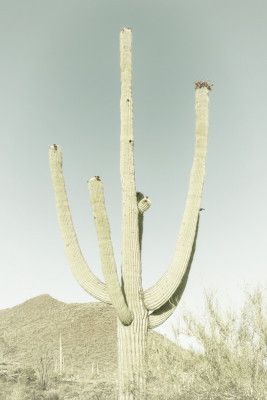 SAGUARO NATIONAL PARK Vintage Giant Saguaro