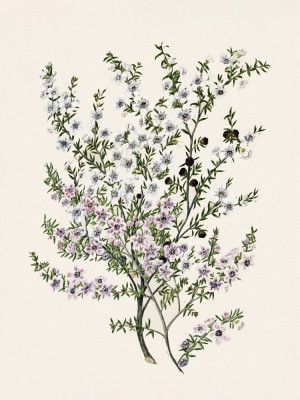 Manuk Drawn By Sarah Featon(1848   1927)