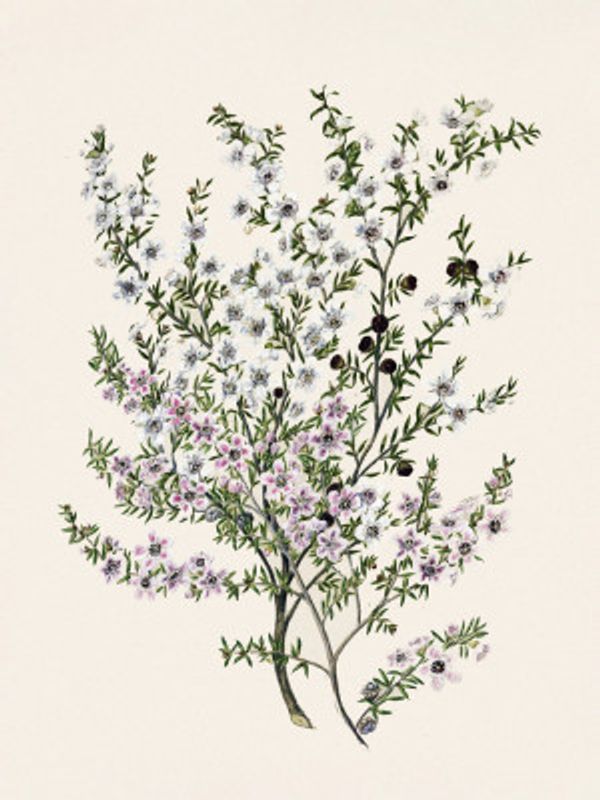 Manuk Drawn By Sarah Featon(1848   1927)