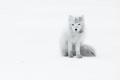 Arctic Fox