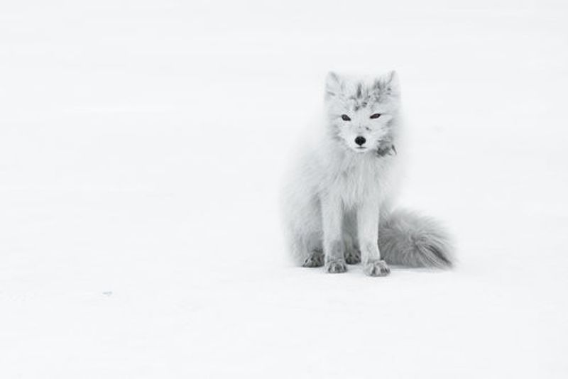 Arctic Fox