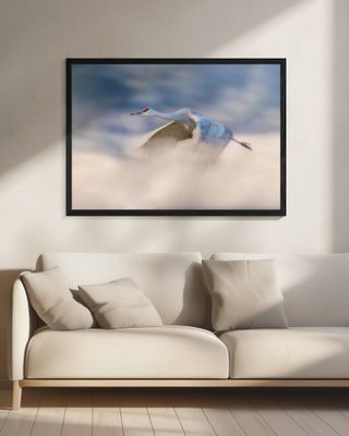 Sandhill Crane Flying in Clouds