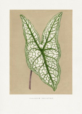 Green Caladium Belleymii Leaf Illustration