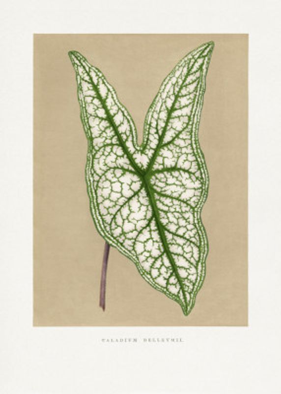 Green Caladium Belleymii Leaf Illustration