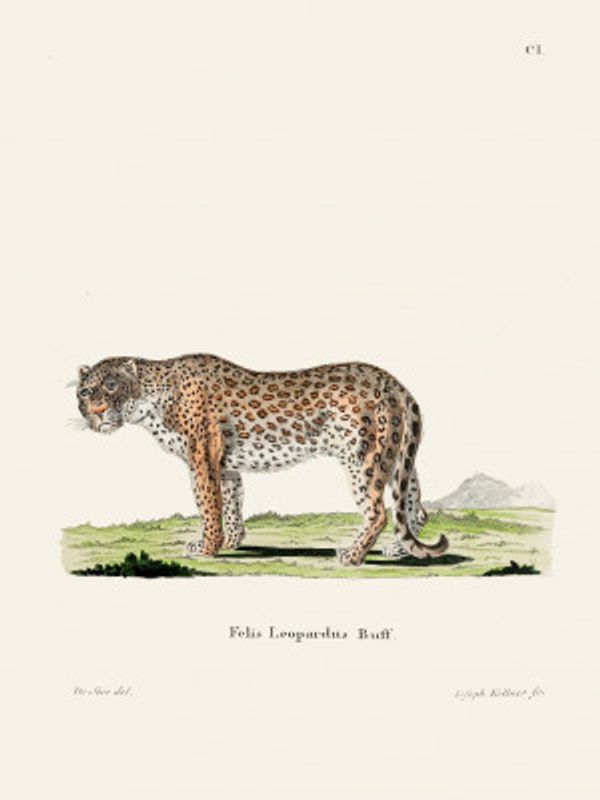 Leopard By Johann Andreas Wagener