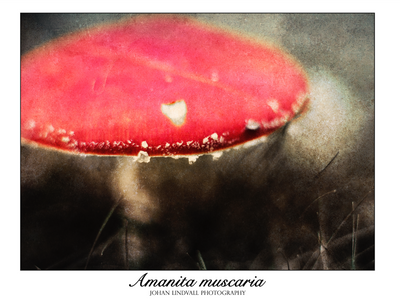 Amanita muscaria - Johan Lindvall