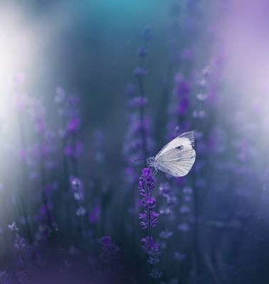 Lavender Queen...