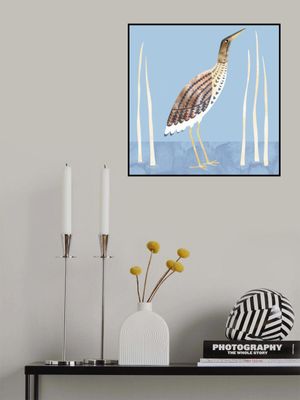 Bittern Bird