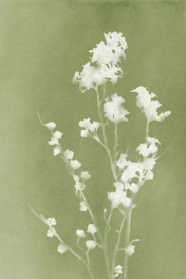 Monograph Green Flowers