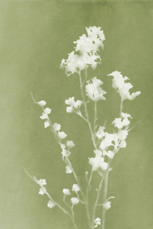 Monograph Green Flowers