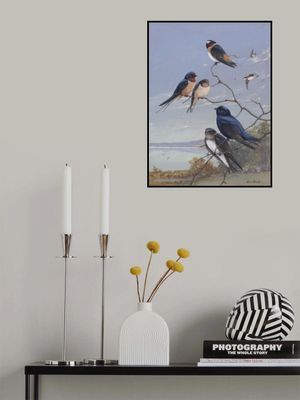 Swallows 002 By Allan Brooks