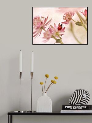 Ladybird and pink flowers