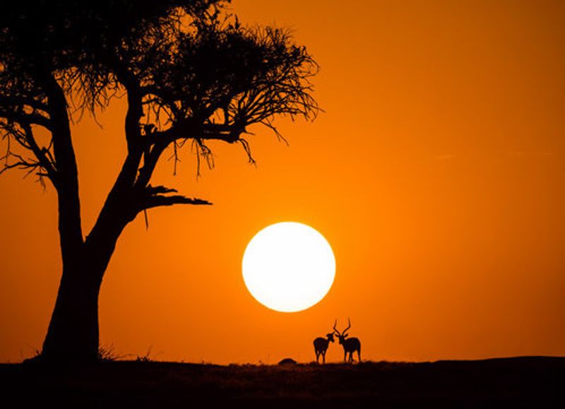 African Sunset
