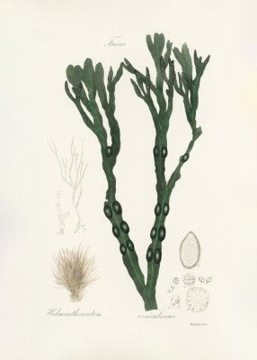 Bladder Wrack (fucus Vesiculosus)  Medical Botany