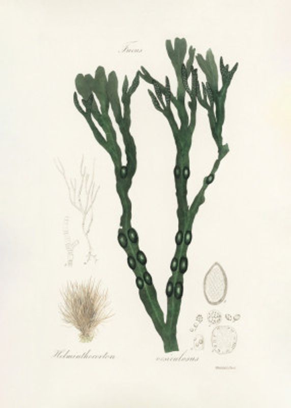 Bladder Wrack (fucus Vesiculosus)  Medical Botany