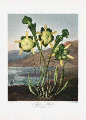 Pitcher Plant from The Temple of Flora (1807)