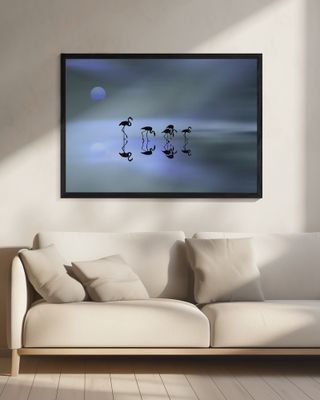 group of flamingos