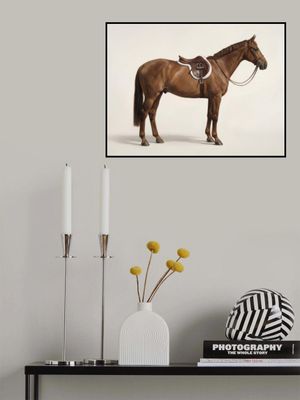 Brown Horse In Profile