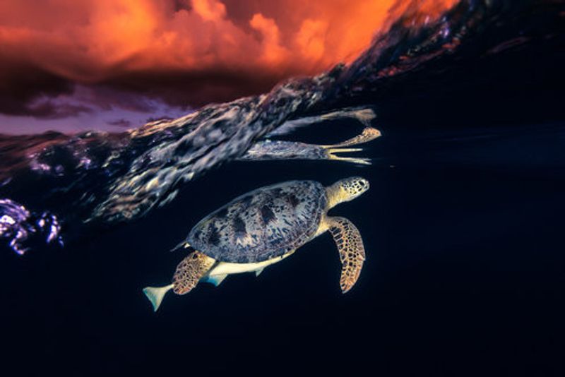 Green turtle and sunset - Sea Turtle
