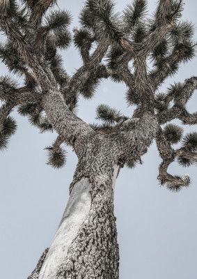 Twisting Desert Giant