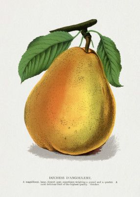 Duchess D'angouleme Pear Lithograph