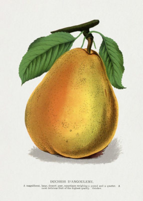 Duchess D'angouleme Pear Lithograph