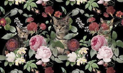 About Cats & Flowers