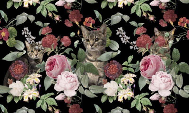 About Cats & Flowers
