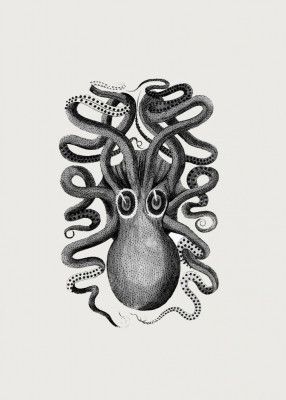 Eight Armed Cuttlefish